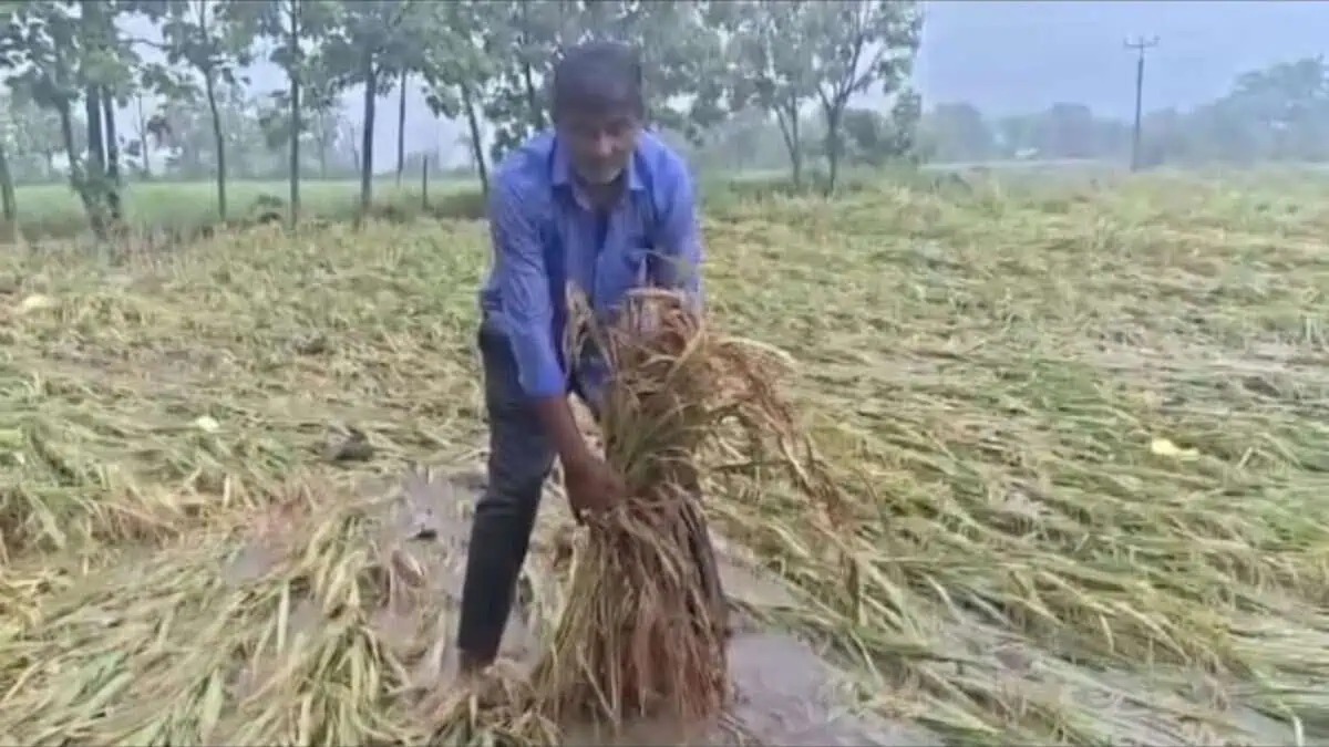 Cyclone Montha hit 2.5 lakh farmers in Telangana damaged 4.47 lakh ...